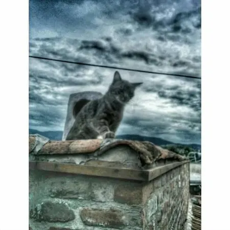 Amazon Petite Palace Maison d'hôtes Selçuk